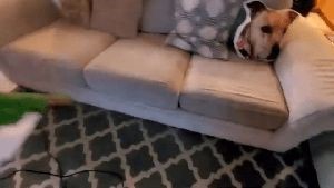 Residential Cleaning Service Industry Ca